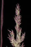 Redtop panicgrass